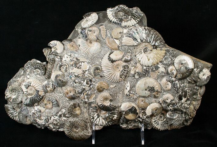 Wide Iridescent Deshayesites Ammonite Cluster #15594